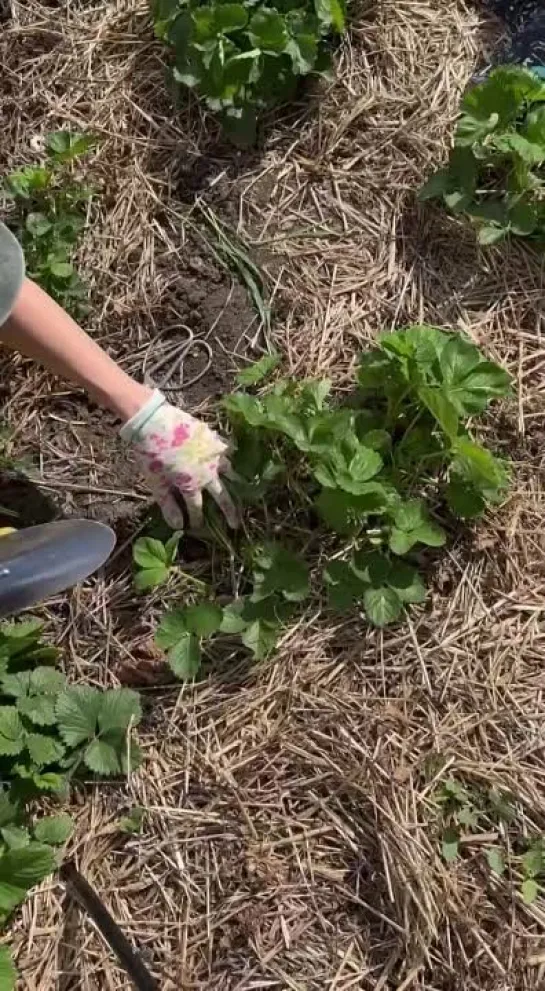 Видео от САДОВОДЫ И ОГОРОДНИКИ -_- СОВЕТЫ