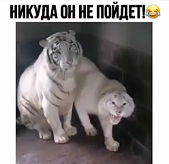 девушка тигрица