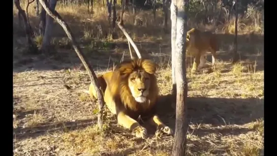 Lioness Scares Lion [720p]