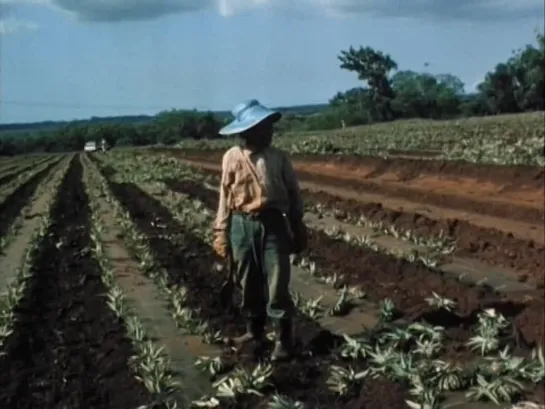 Ananas (1984) Amos Gitai