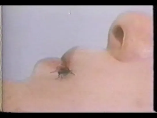 Fly (filmed by John Lennon/Yoko Ono in 1970, USA)