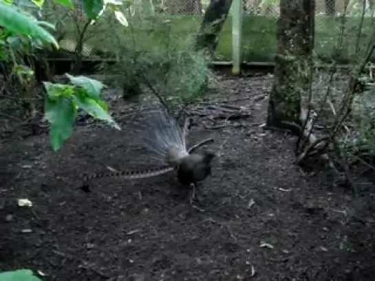 Lyrebird