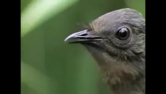 Lyrebird (Прохвост)