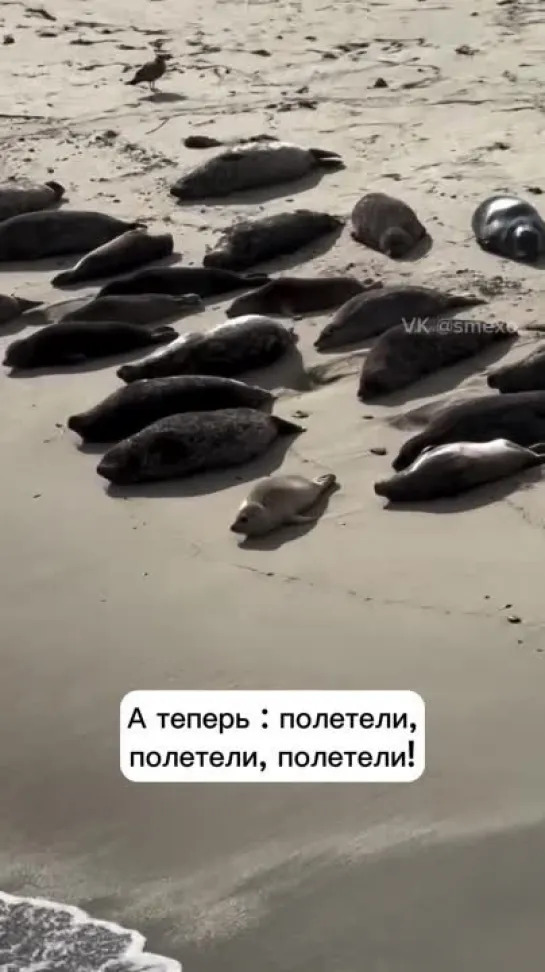 Полетели, полетели, полетели!