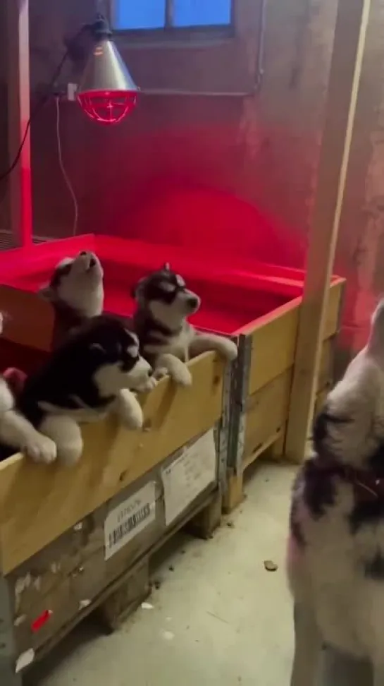 Mom Husky teaches them how to howl