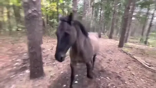 Конь бьёт дерево пердит на собаку и убегает