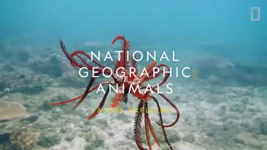 Морские лилии и их симбионты © Nat Geo WILD