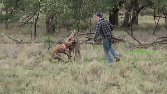 Man Punches a Kangaroo in the Face to Rescue His Dog (Origin_0001