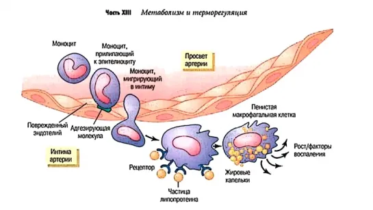 Холестерин. Мифы и обман. Почему холестерин необходим