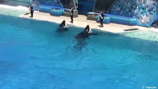 SeaWorlds Old Shamu Believe Show With Trainers in the Water