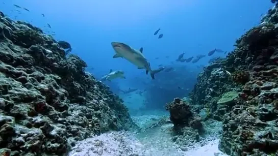 11HRS of 4K Shark Paradise - Undersea Nature Relaxation™ Film Music by Relax Moo