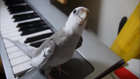 オカメインコ ぽこちゃん cockatiel singing Totoro