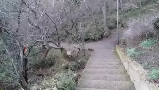 Немного усатого добра вам в ленту 🐱🐯🦁