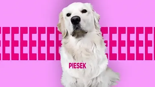 BULSJARZ — PIESEK (TikTok)