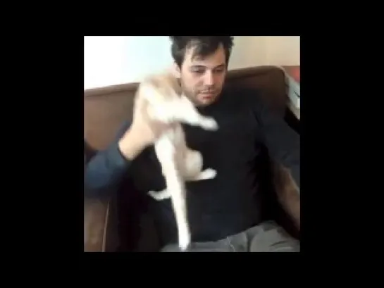 Best Cat Vines Compilation