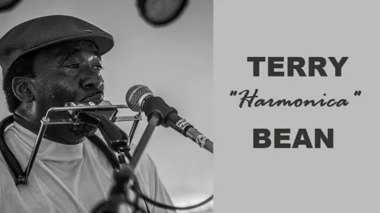 Terry Harmonica Bean