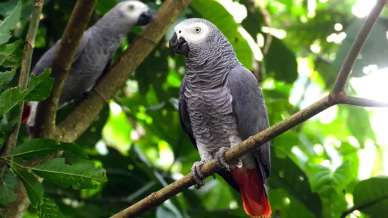 2 Hours African Grey Parrot Sounds Effects (1)