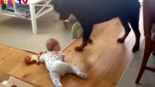 Top 10 Best Of Cute RottWeiler And Babies Playing Videos Compilation - Funny Dog