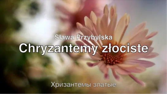 Chryzantemy złociste (Sława Przybylska) - Хризантемы златые (Слава Пшибыльская)