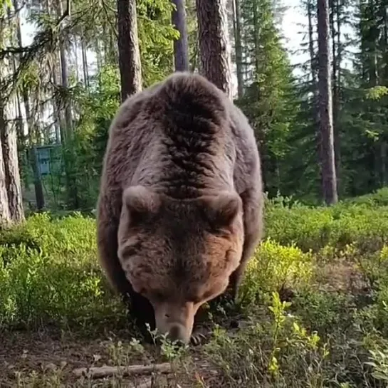 Видео от КАРЕЛИЯ