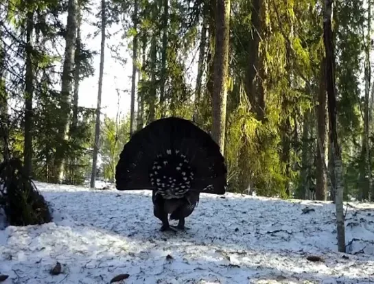 Видео от КАРЕЛИЯ