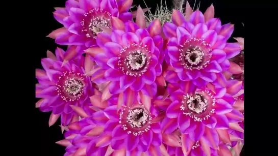 Nature Science - Echinopsis cactus flowers.