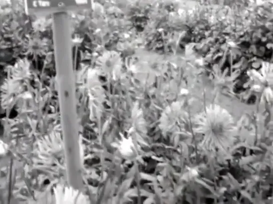 Dalida - Reine des dahlias en 1964 #