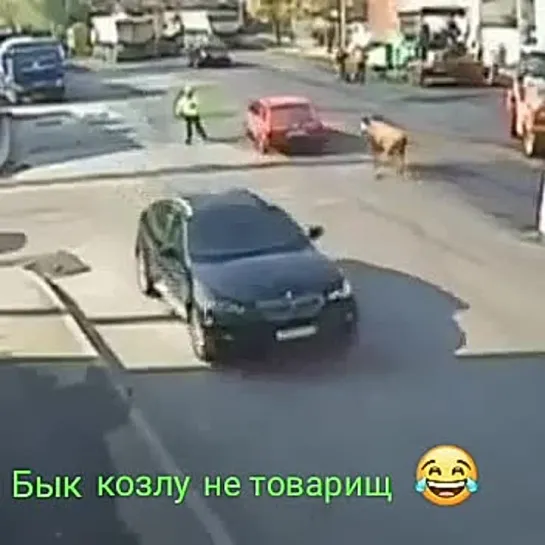 бык козлу не товарищ