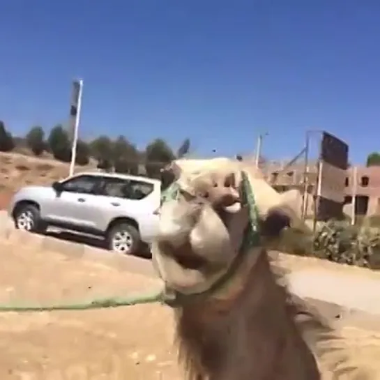 The Moroccan Camel Toe [Amanda Cerny]