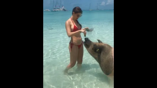 Swimming with piggies | Amanda Cerny