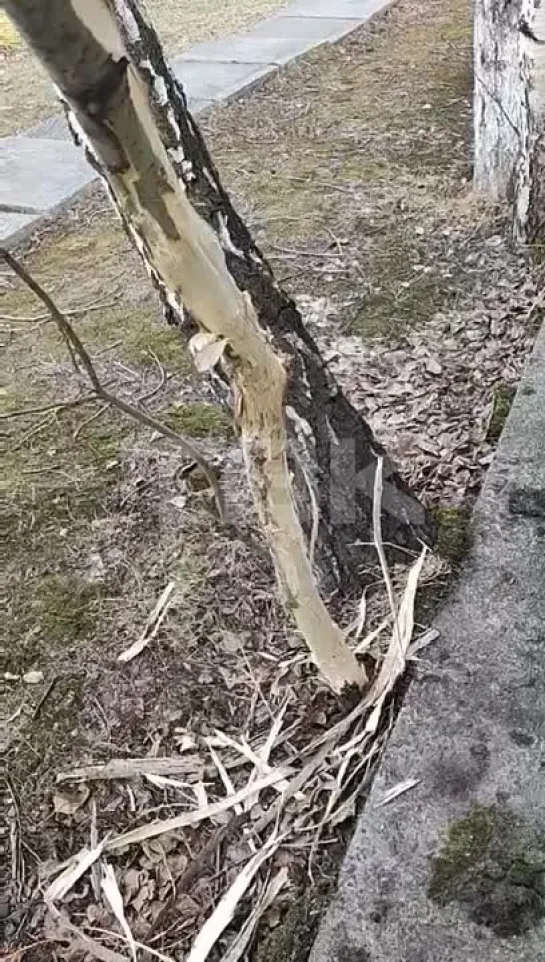 Собака сгрызла дерево во дворе