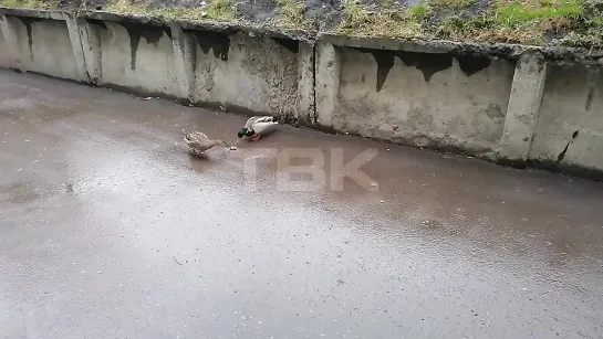 Прогулка уток во дворе на Красномосковской