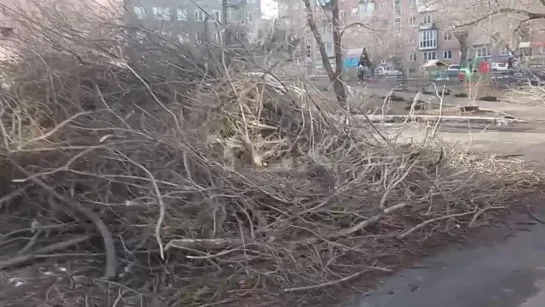 Не убирают ветки во дворе