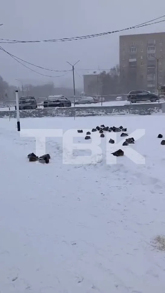 Утки на морозе в Красноярске