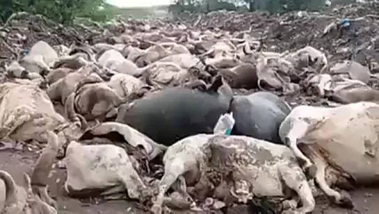 Видео от Княгини Чешской