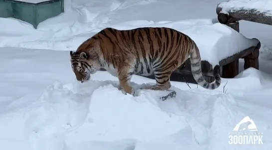 Челябинский зоопарк