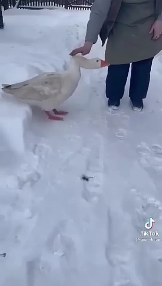 Лaсковый, как кошeчка