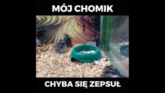 Chomik