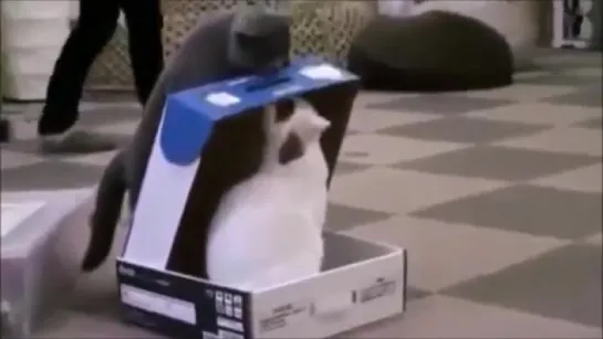 Funny cat video _ Cats in boxes compilation _ Cute cats playing _ 2015