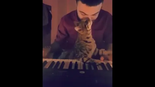 Cat loves music