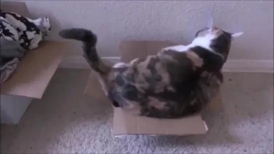 Funny cat video _ Cats in boxes compilation _ Cute cats playing _ 2015