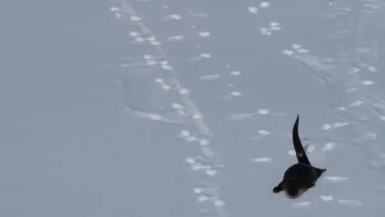 River Otter Sliding on Snow