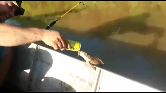 Fish drinking beer in Brazil