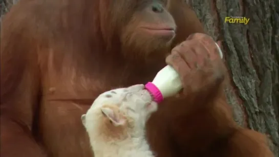 Orangutan Babysits Tiger Cubs (AnimalsMedia.com)