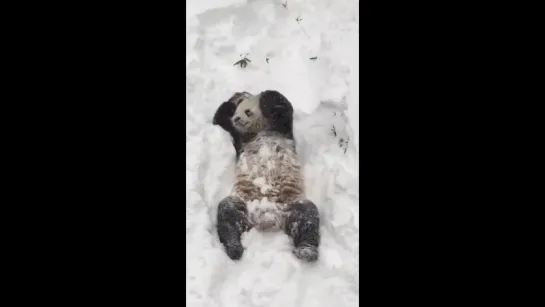 Tian Tian in the Snow Jan. 23, 2016