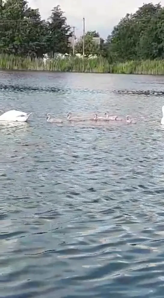 Видео от Ольги Перевозник