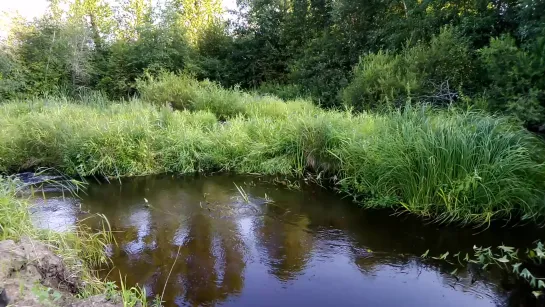 Старый пляж № 1  в деревне Бородино Локнянского района.