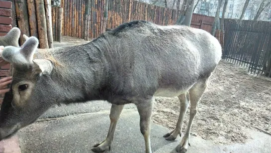 Видео от Зоопарк Лимпопо