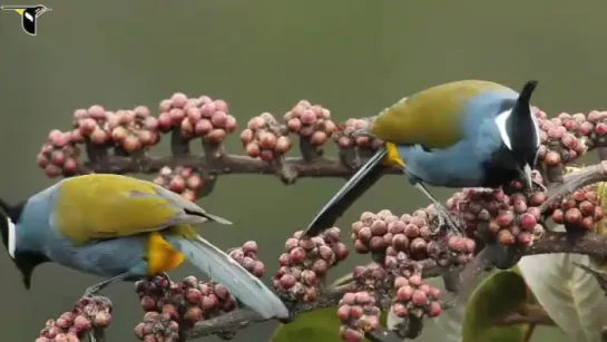 Хохлатая парамития (Paramythia montium)