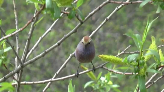 Расписна́я сини́чка / White-browed tit-warbler (лат. Leptopoecile sophiae)